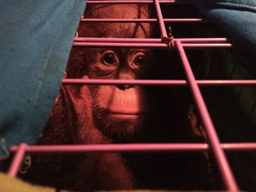 Sepasang Orangutan Diserahkan ke BBKSDA, Pemiliknya Belum Diketahui 