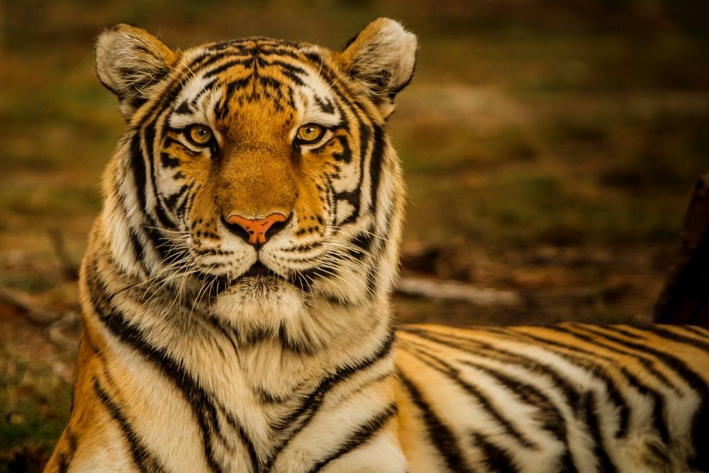 Harimau Sumatera Terkam Ternak Warga, Masyarakat Diminta Waspada