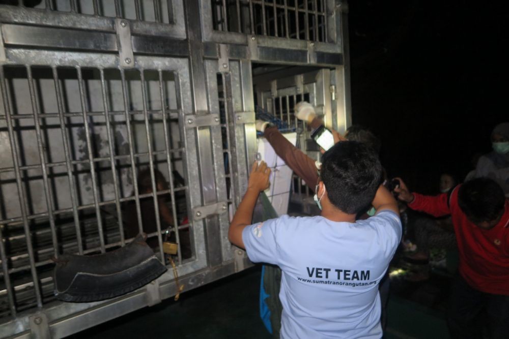 Sepasang Orangutan Diserahkan ke BBKSDA, Pemiliknya Belum Diketahui