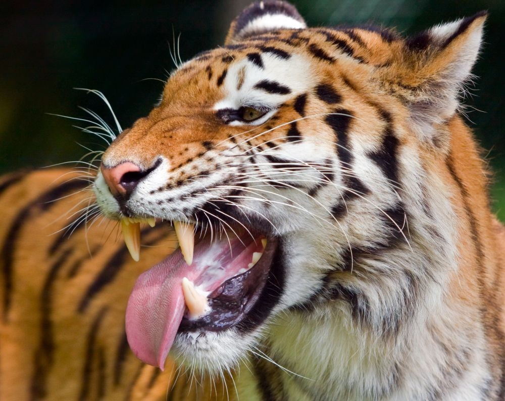 Harimau Sumatra Dievakuasi karena Masuk ke Pemukiman di Tapsel