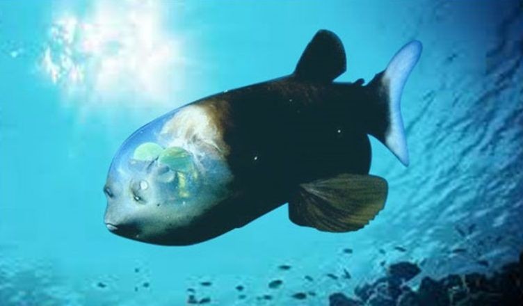 Terlihat Aneh, 7 Ikan dari Laut Dalam Akan Membuatmu Merinding! Pt.1