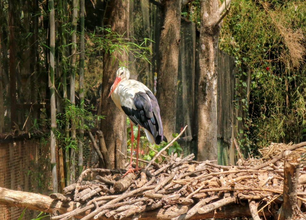 Kajtek, Burung Polandia yang Jadi Penghuni Baru Eco Green Park