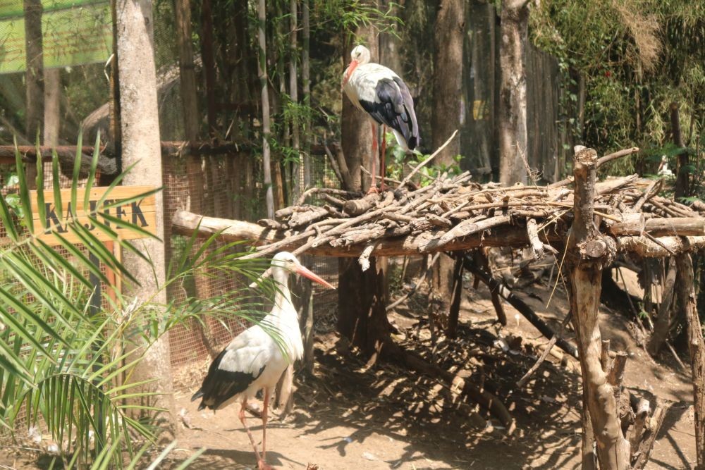 Koleksi White Stork Bertambah, Dubes Polandia Apresiasi Eco Green Park