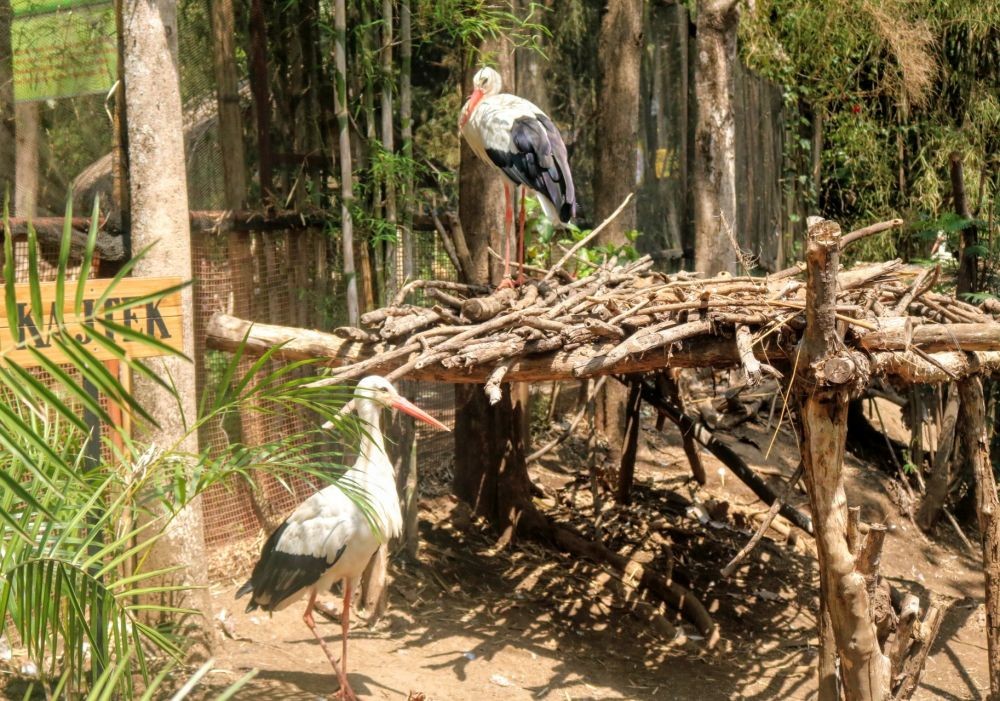 Kajtek, Burung Polandia yang Jadi Penghuni Baru Eco Green Park