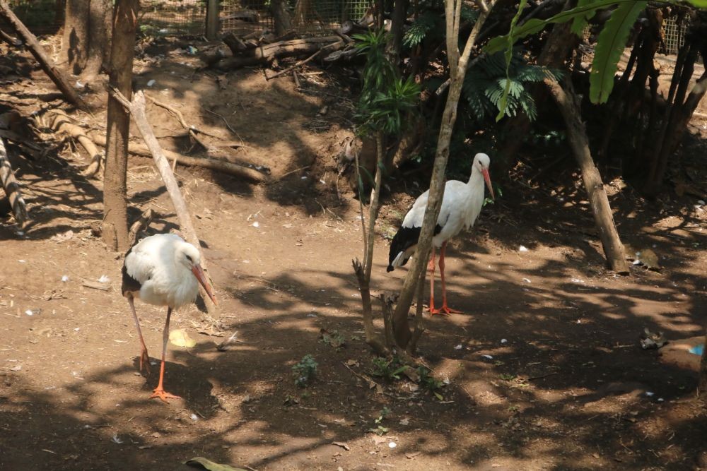 Koleksi White Stork Bertambah, Dubes Polandia Apresiasi Eco Green Park