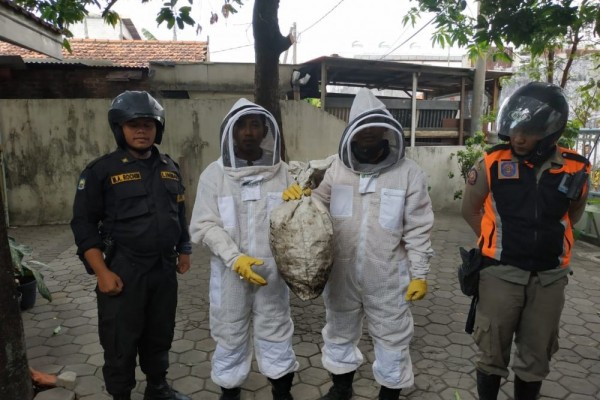 Panik Tawon Ndas Mematikan, Damkar Evakuasi Satu Sarang di Rumah Warga