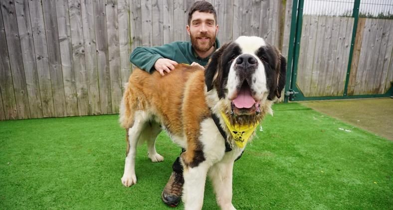 Irishman Who Adopted St Bernard From Rescue Shelter Discovers Pooch Is Grandson Of Dog From Movie Beethoven