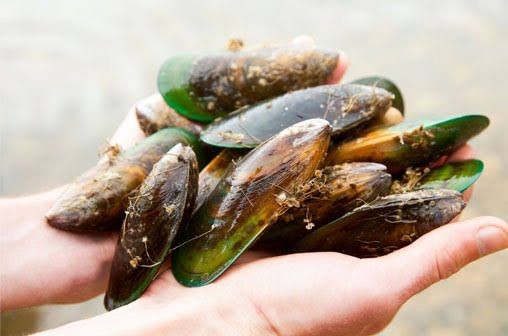 7 Makanan Favorit Penyu, Ada Soup Coral Lho