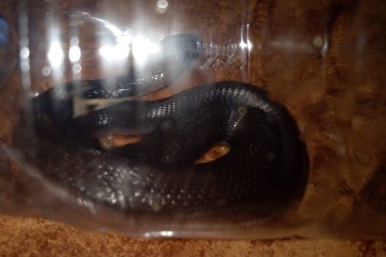 Ular Kobra Terus Bermunculan di Wonosari, Diduga Habitatnya Terganggu