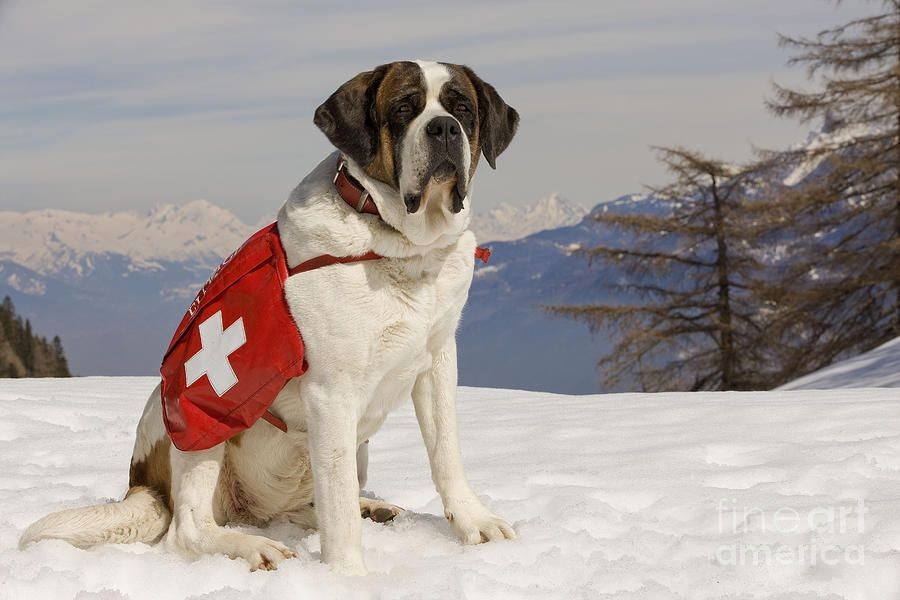 Fakta Menarik Anjing Penyelamat Saint Bernard 