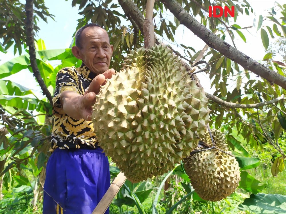 Akhir Tahun Investor Incar Bisnis Durian Montong Gunungpati