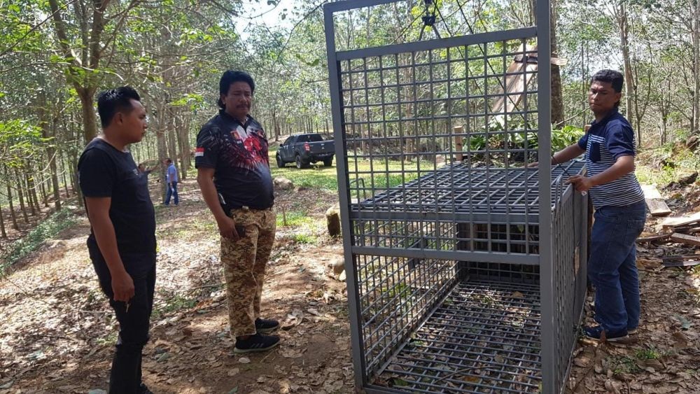 Kamera Trap untuk Harimau Dicuri, Pelakunya Jual 13 Unit Rp500 Ribu