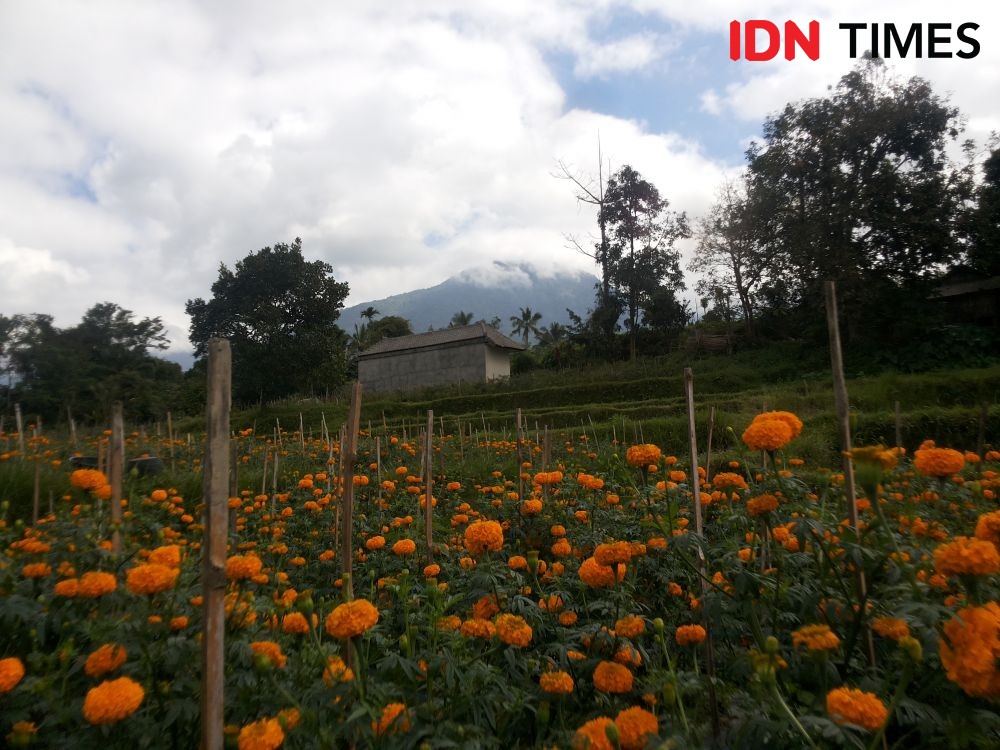 Unik, Petani Subak di Klungkung Dapat Bantuan Burung Hantu