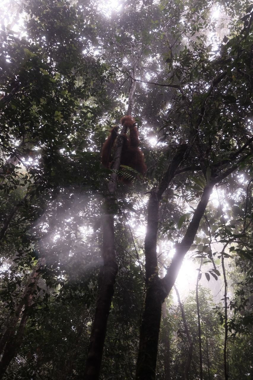 Dua Bulan Dirawat, Orangutan Paya Akhirnya Dilepasliarkan Kembali