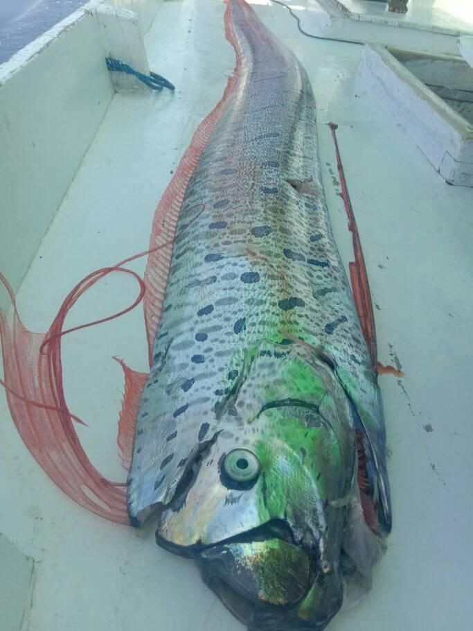 Cerita Nelayan Bulukumba Penemu Oarfish, Ikan yang Konon Petanda Gempa