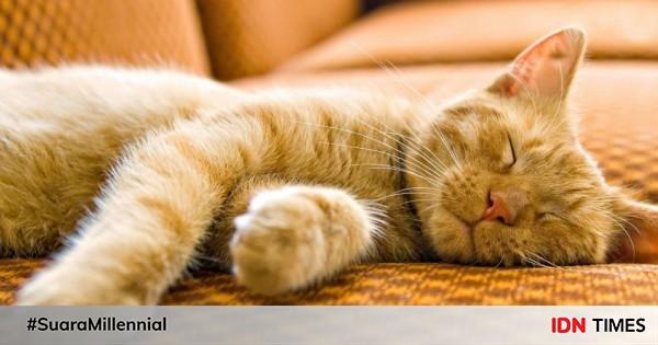 Alasan Bangkai Kucing Jarang Ditemukan, 7 Fakta Bikin Nangis