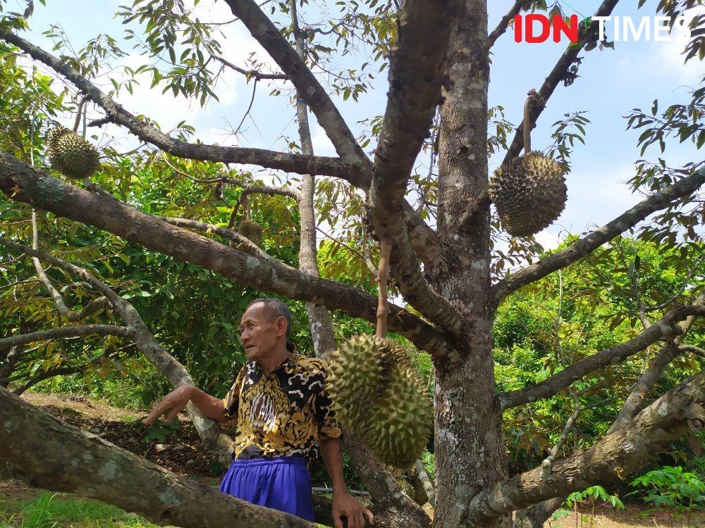 Musim Panen, Ratusan Petani Jateng Pasok Durian Monti Hingga ke Jabar