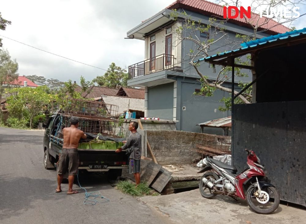 Peternakan Babi di Bali Terancam ASF, Pengawasan Karantina Diperketat