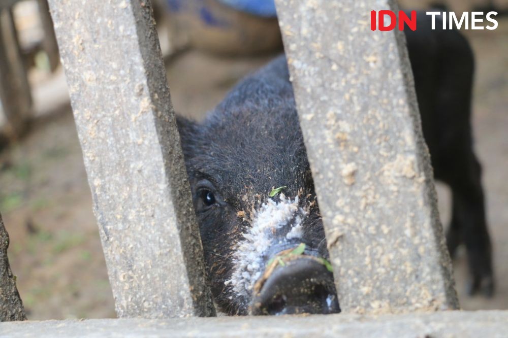 Gawat! Sudah 27 Ribu Ekor Babi Mati di Sumut Karena Virus Hog Cholera