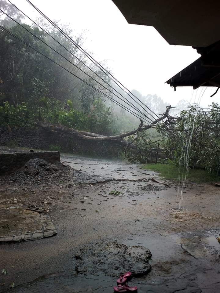 Hujan Lebat Dalam Waktu Singkat, Pohon-pohon di Semarang Bertumbangan