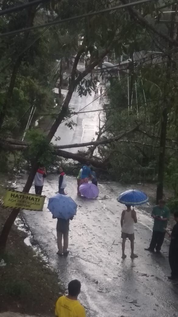 Hujan Lebat Dalam Waktu Singkat, Pohon-pohon di Semarang Bertumbangan