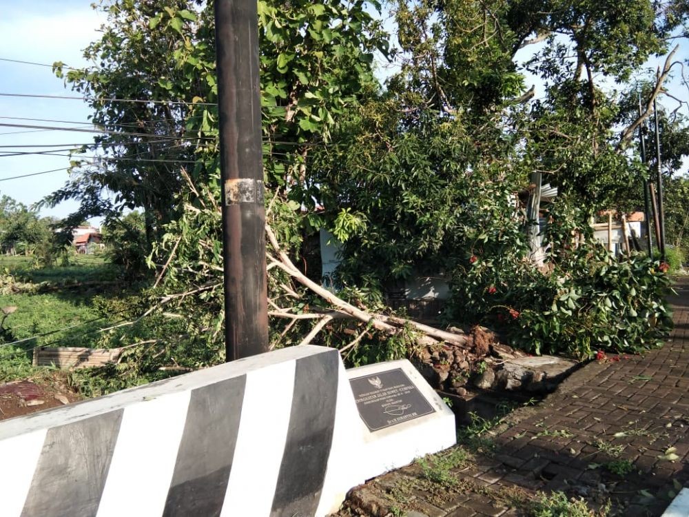 Angin Kencang, Pohon Kelapa Tiba-tiba Timpa Rumah Warga di Kebumen