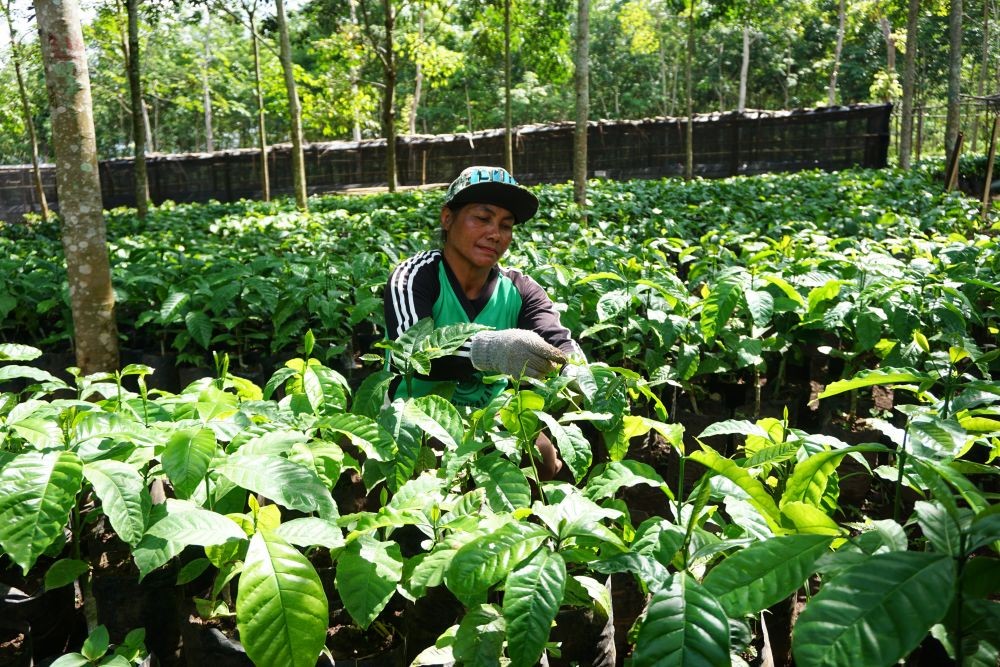 Kualitas Setara Milik PTPN, Kopi Kebun Rakyat Merambah Pasar Ekspor
