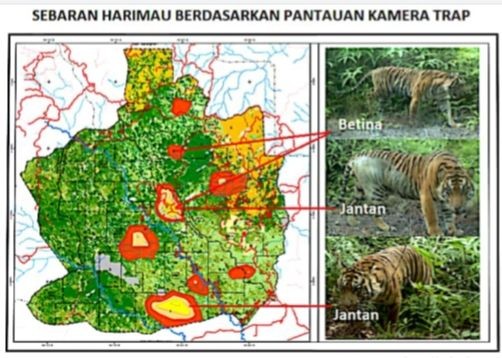BKSDA Sumsel Tak Temukan Jejak Harimau di Wilayah Ogan Ilir Sumsel