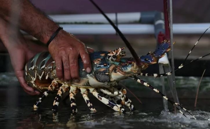 Imbas Wabah Virus Corona Harga Lobster dan Bawal Laut Terjun Bebas