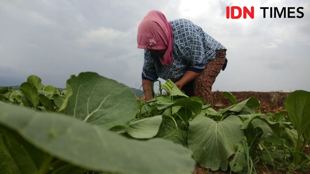 Ongkos Penyiraman Air Tambah Beban Petani Sayur Sawi di Bantul 