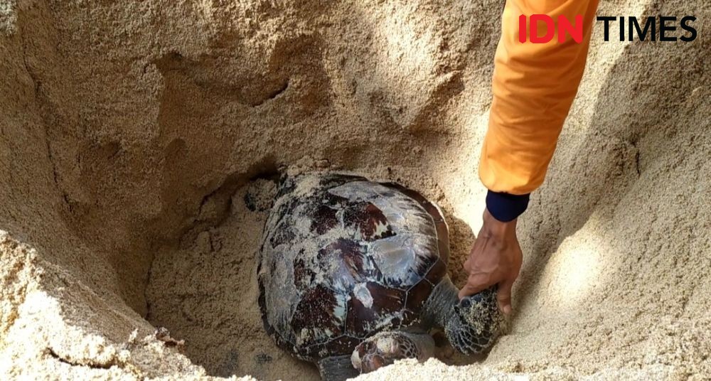Seekor Penyu Ditemukan Mati di Pantai Somandeng, Gunungkidul