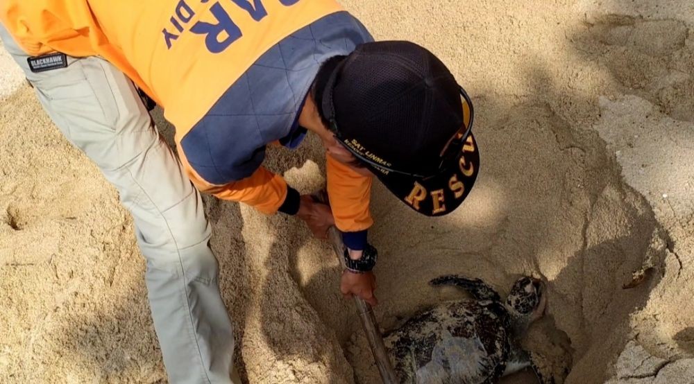 Seekor Penyu Ditemukan Mati di Pantai Somandeng, Gunungkidul