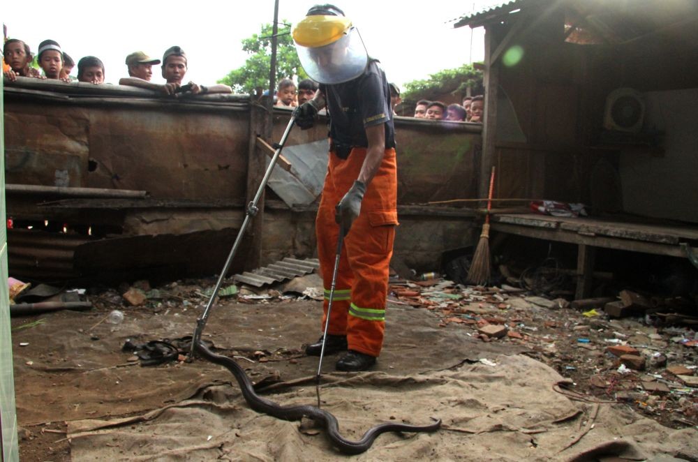 Pawang Ular asal Yogyakarta Tewas Dipatok Ular Kobra di Banjarmasin