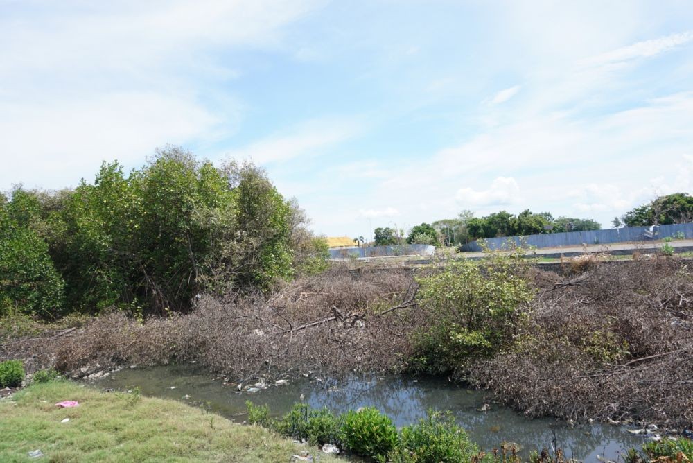 Pemerhati Lingkungan Desak Surat Penebangan 4000 Mangrove Dicabut
