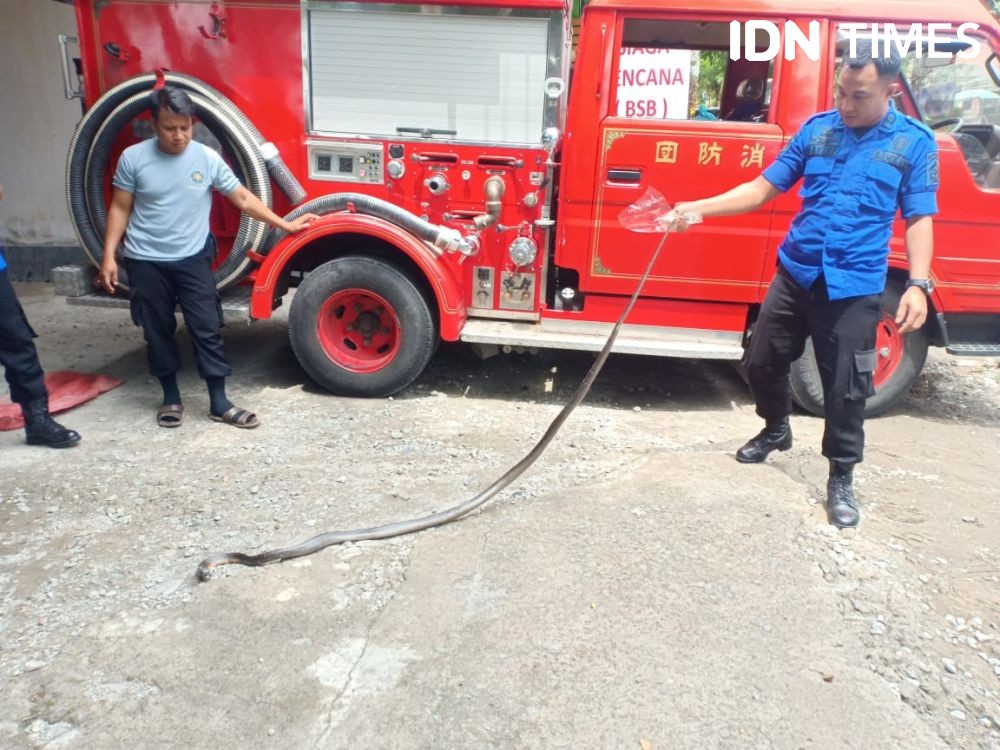 Damkar Bantaeng Evakuasi Ular Kobra dari Salon Warga