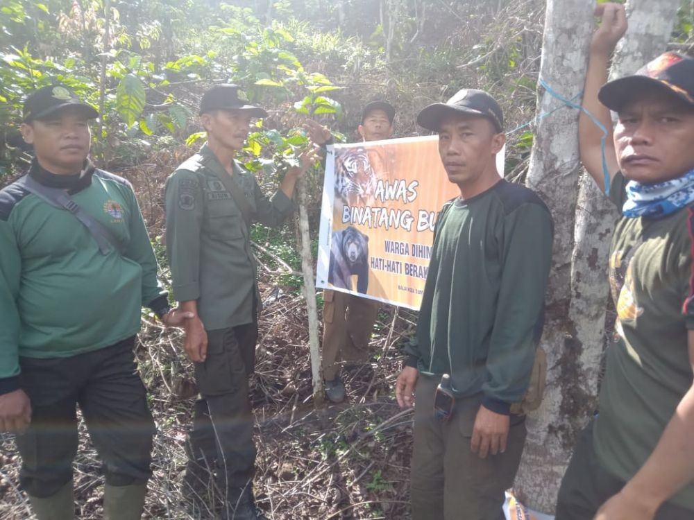 Umpan Kambing, Harimau Sumatera Masuk Box Trap di Semendo Sumsel