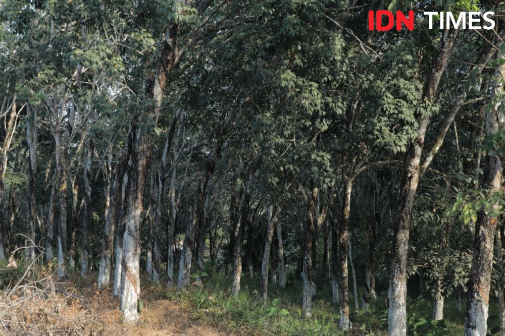 Jasa Marga-IPB Siap Tanam 42 Ribu Pohon Langka di Ruas Tol Indonesia