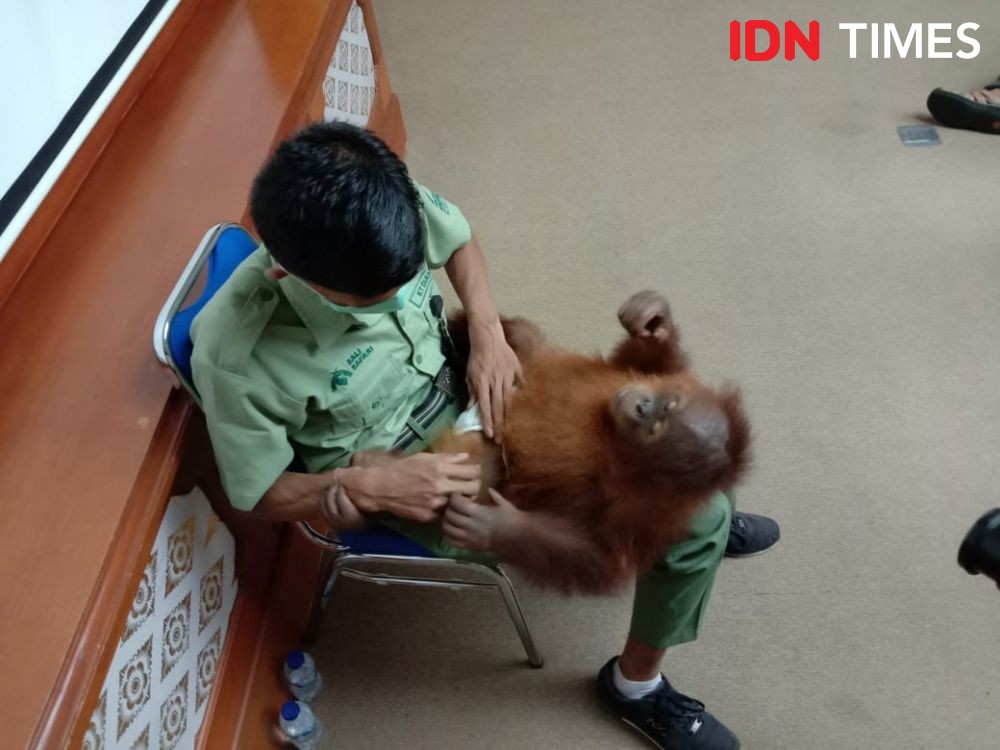 Bonbon, Orangutan Selundupan Warga Rusia di Bali Direlokasi ke Sumatra