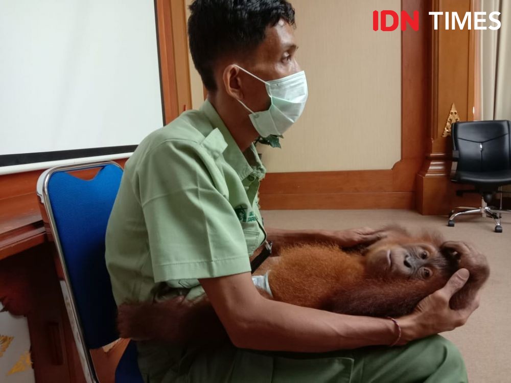 Bonbon, Orangutan Selundupan Warga Rusia di Bali Direlokasi ke Sumatra