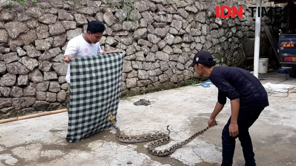 Tak Hanya Kobra, Ular Piton Ditemukan di Rumah Warga Gunungkidul