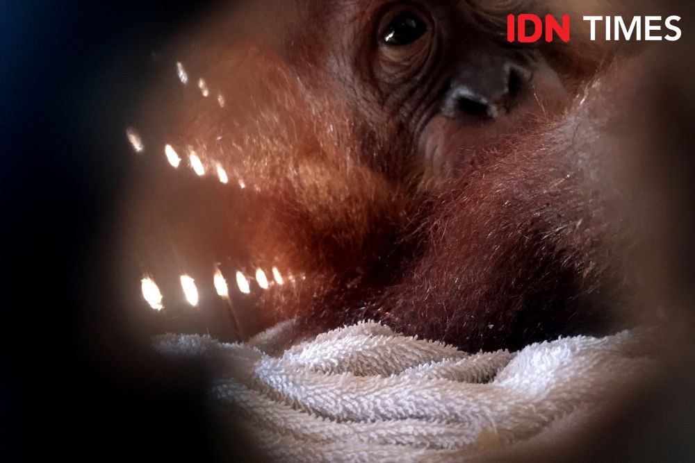 Orangutan Selundupan Warga Rusia Tiba di Sumut, Direhab di Batu Mbelin