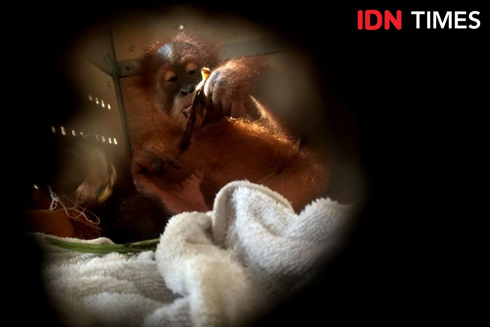 Orangutan di Rumah Dinas Bupati Taput Dilepas Tanpa Dampingan BBKSDA