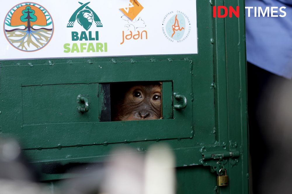 Orangutan di Rumah Dinas Bupati Taput Dilepas Tanpa Dampingan BBKSDA