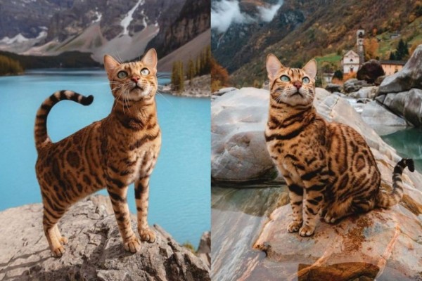 6 Fakta Tentang Kucing Bengal, Kucing Langka dari Amerika