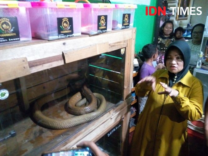 Tips Mengatasi Teror Kobra Menurut Kolektor Ular dari Purwokerto
