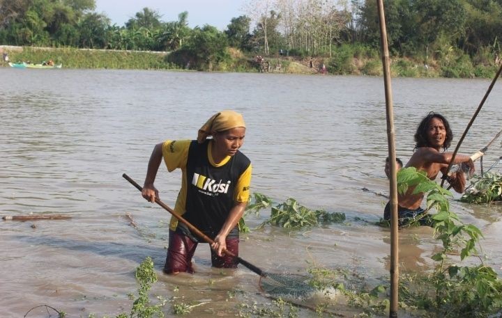 Serunya Emak-emak Lamongan Berburu Ikan Mabuk di Bengawan Solo