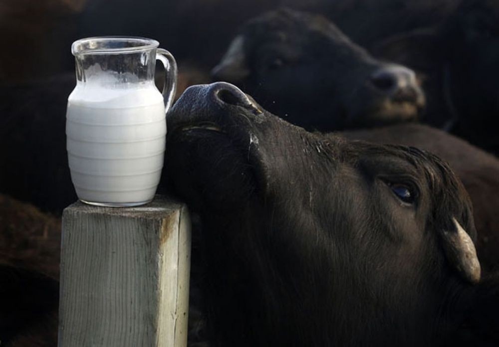 10 Jenis Susu Ini Menyimpan Nutrisi Sekaligus Bahaya Secara Bersamaan