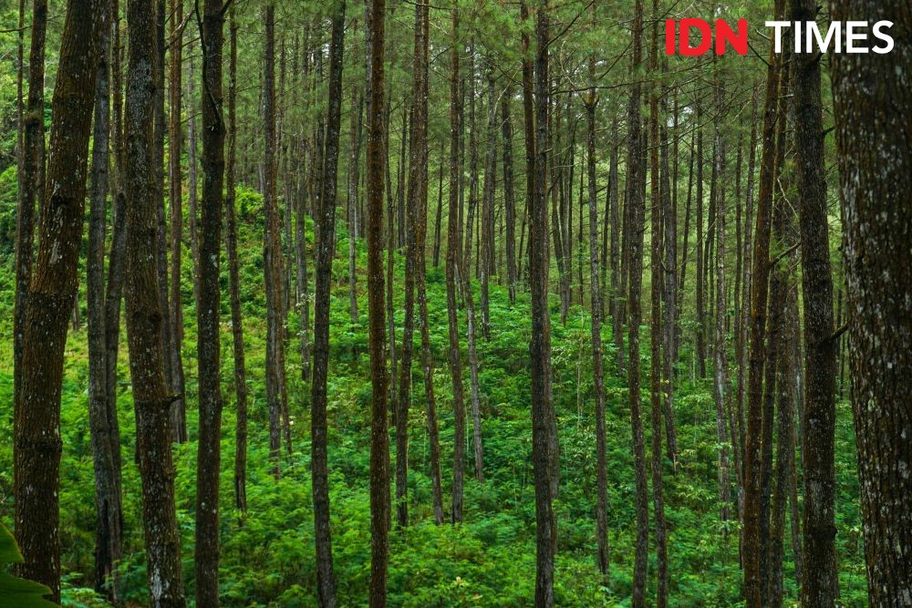 8 Info Wisata Hutan Pinus Kalilo di Purworejo: Lokasi dan Tiket Masuk