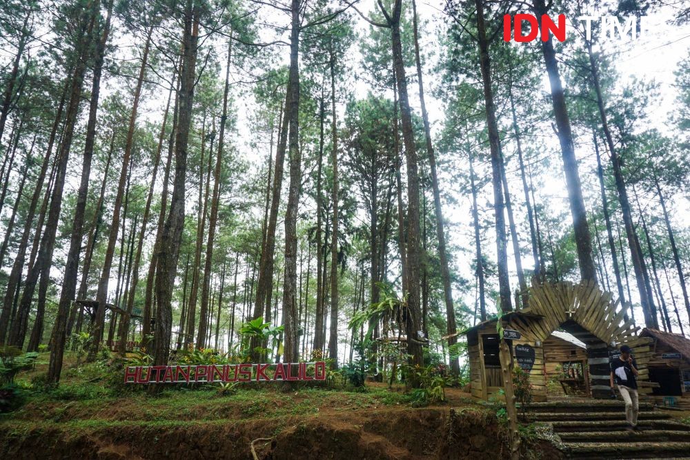 [FOTO] 10 Spot Foto di Hutan Pinus Kalilo Purworejo yang Masih Perawan