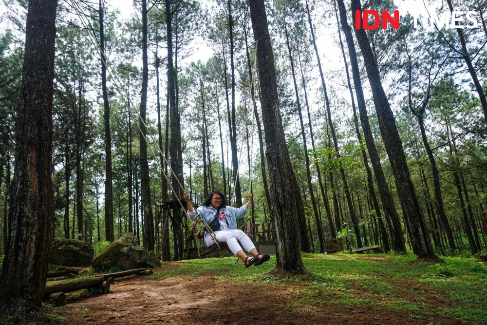 [FOTO] 10 Spot Foto di Hutan Pinus Kalilo Purworejo yang Masih Perawan